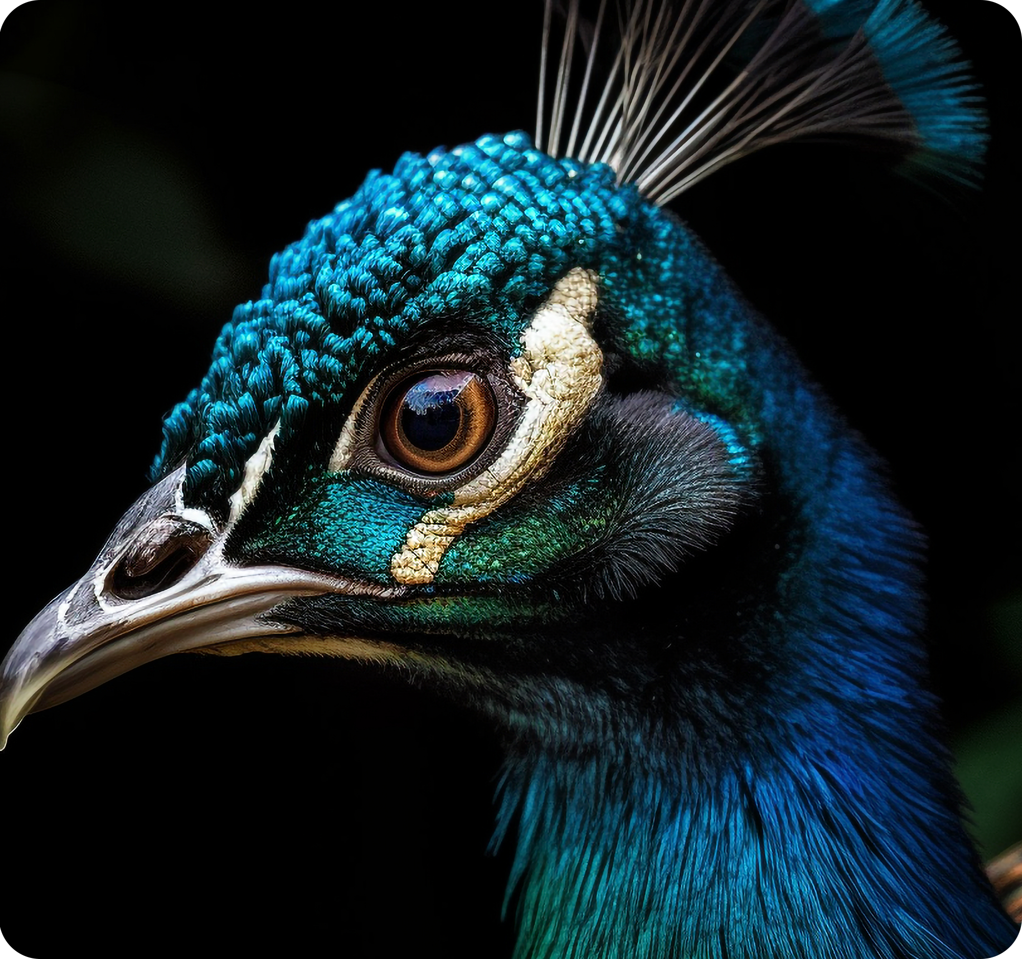 Edited close-up photo of a peacock's head against a dark background