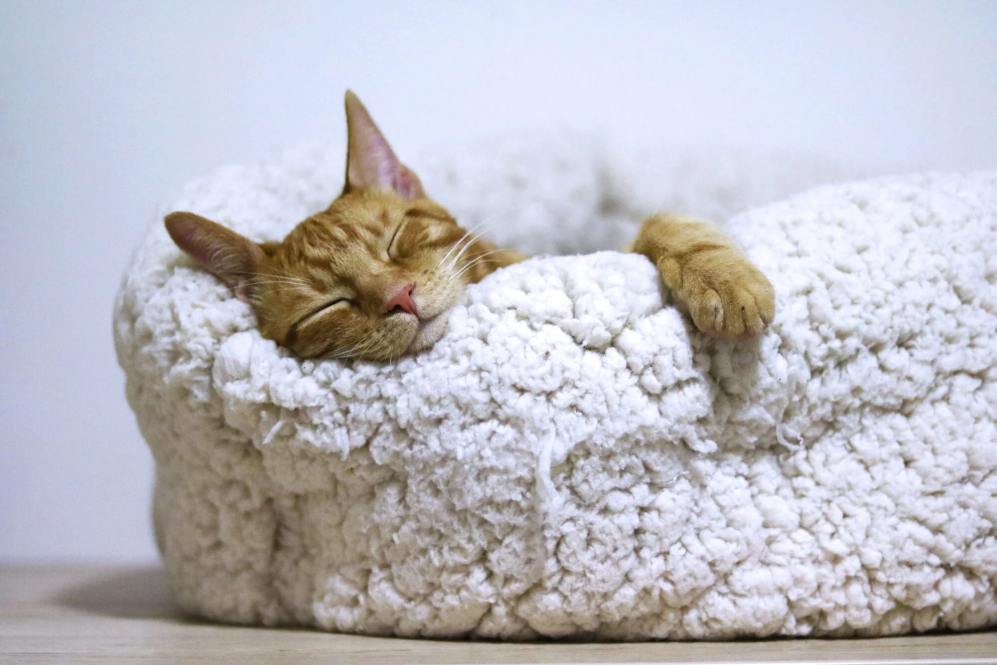 A ginger cat sleeping.