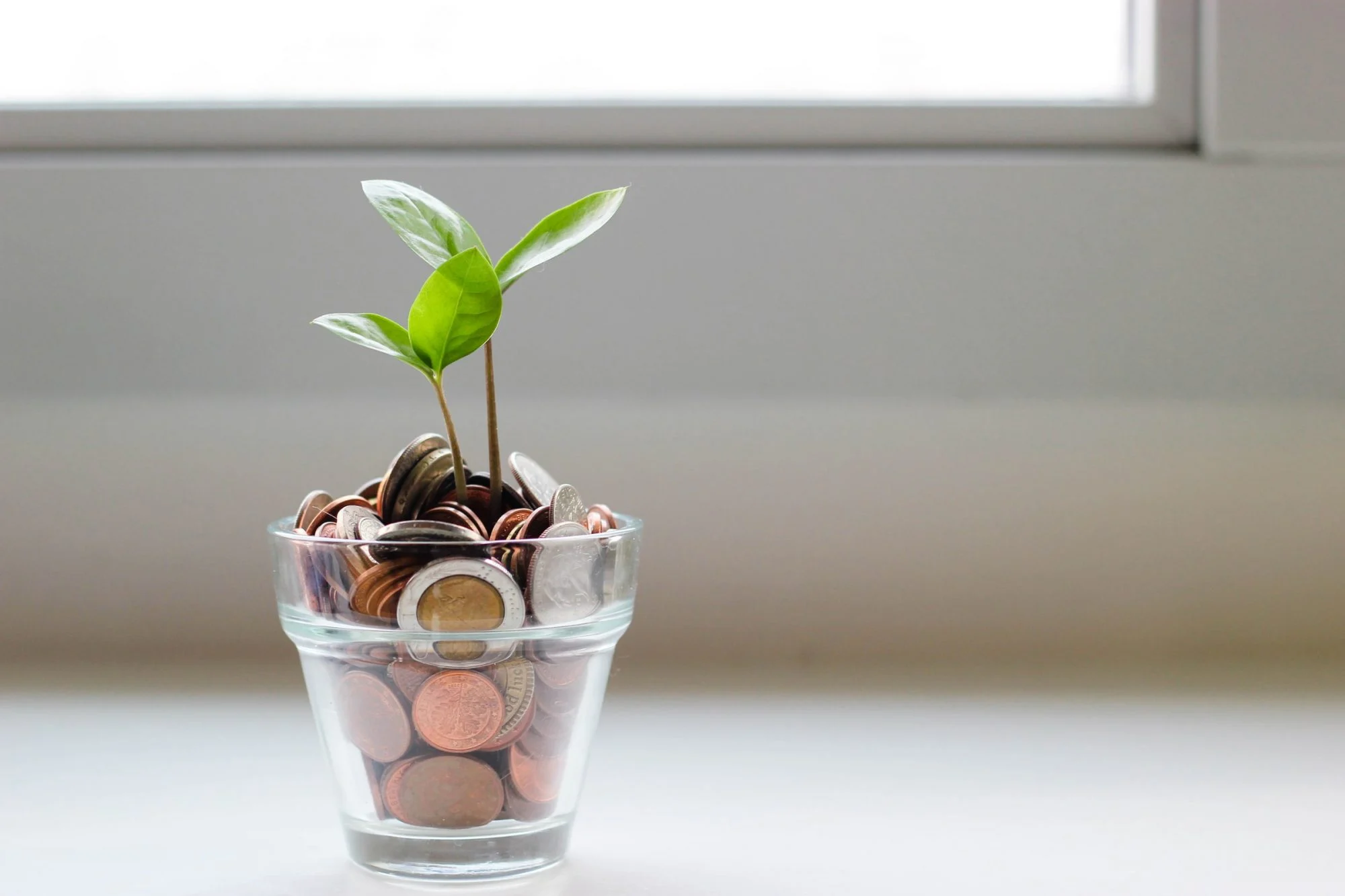 Green seedling growing from a glass pot filled with coins