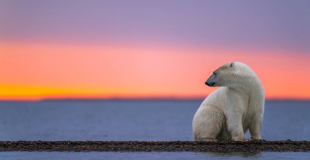 A photograph of a polar bear sitting on a narrow strip of pack ice, turning its head to the left. It's surrounded by water and in the background the sun is setting.