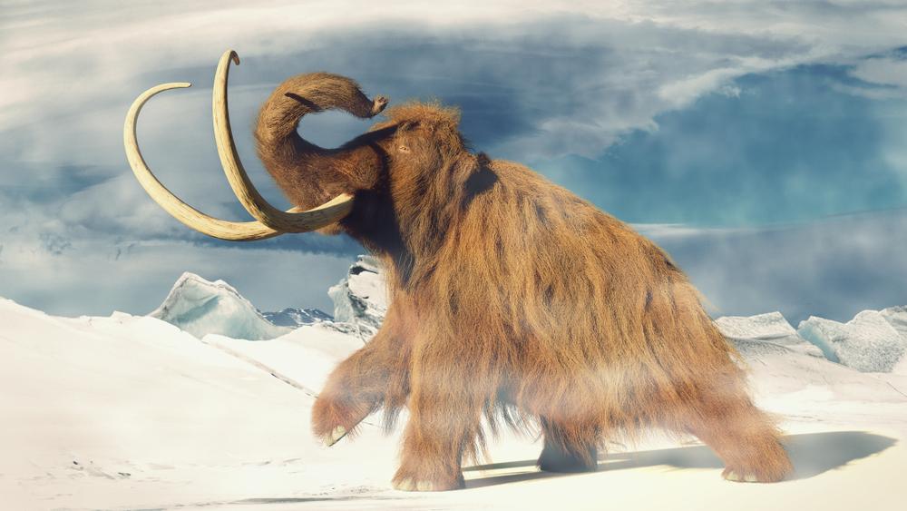 An illustration of a woolly mammoth.